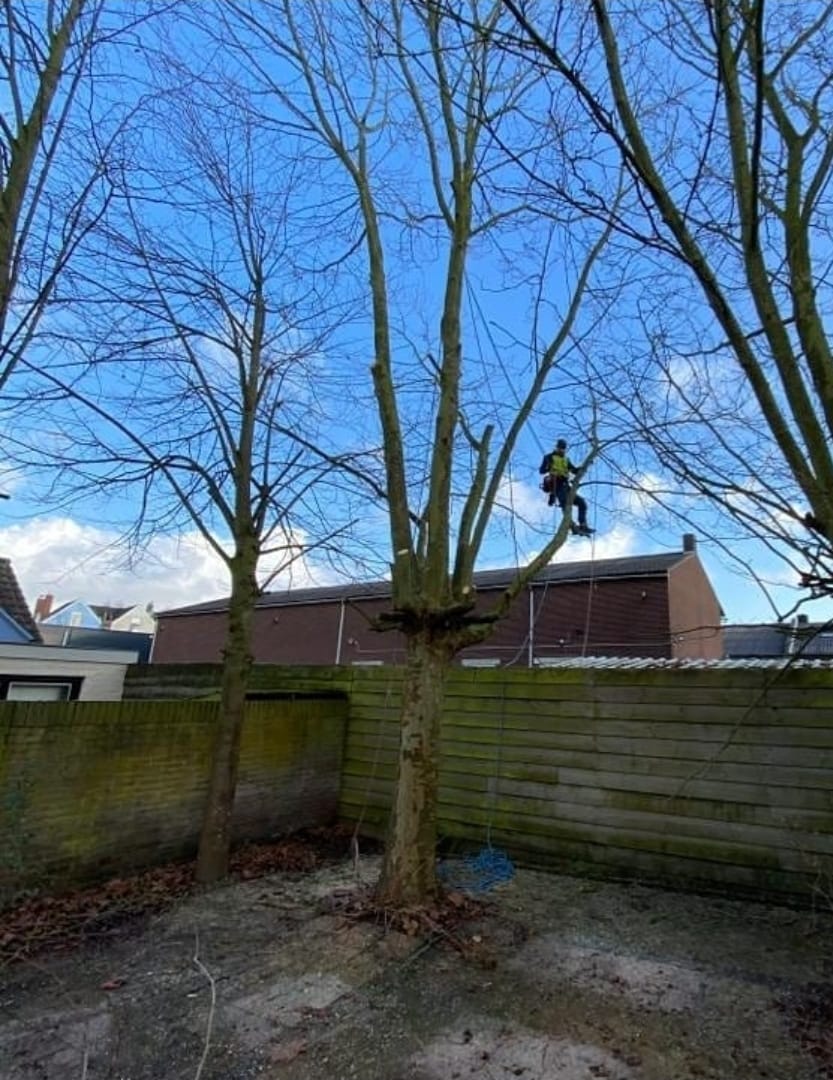 Klimwerk in een kale boom in een krappe achtertuin