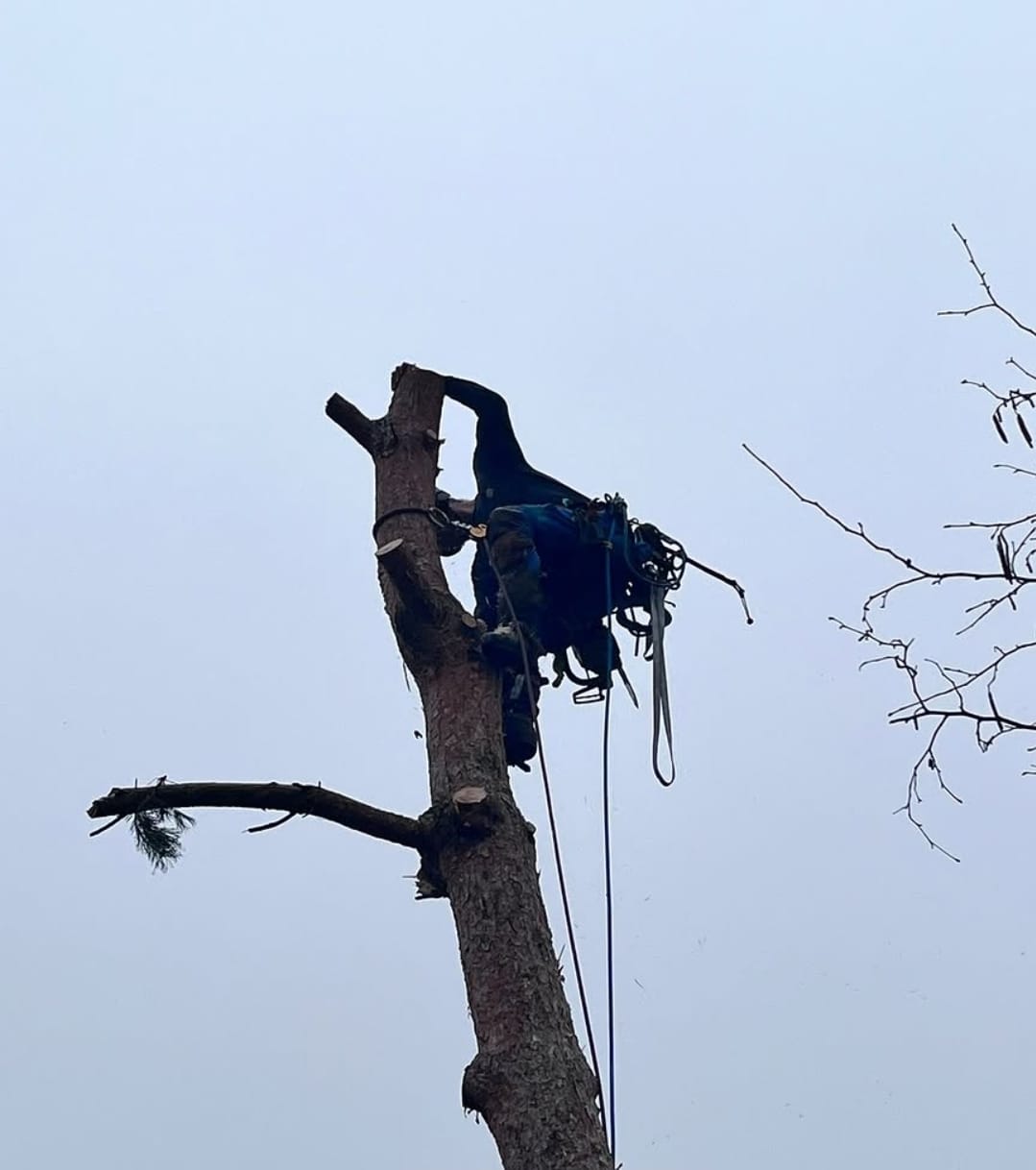 Boomverzorger silhouet hoog op een kale stam bij mistig weer