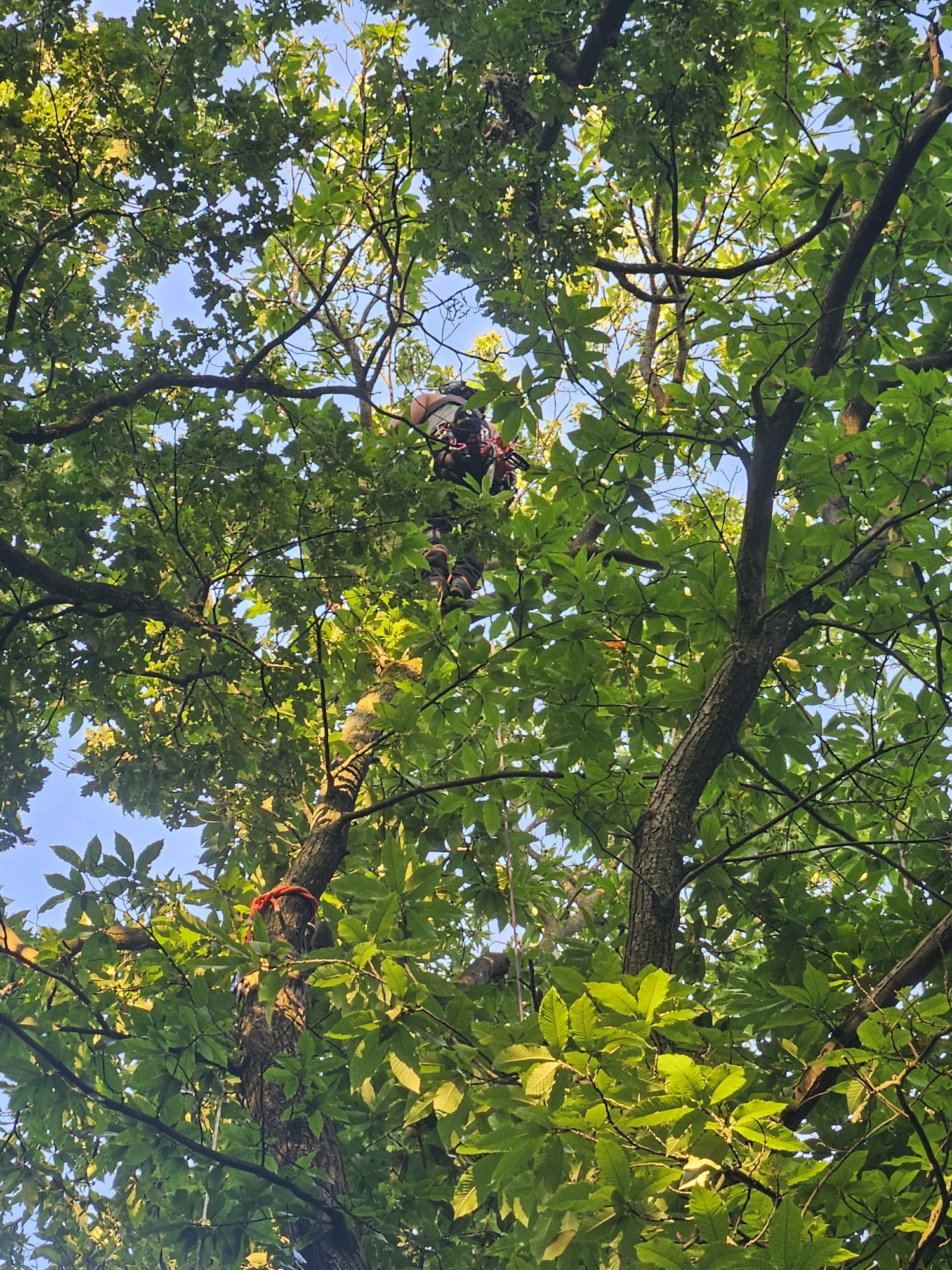 Klimmer hoog in de kroon van een kastanjeboom in de zomer