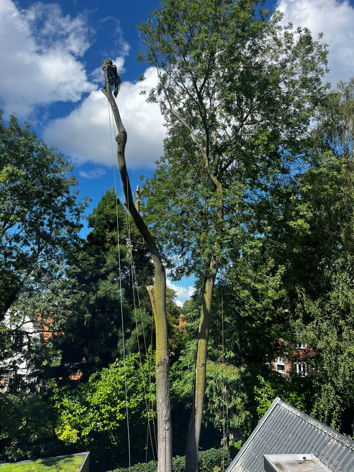 Boomverzorger werkt zich naar de top van de kale stam