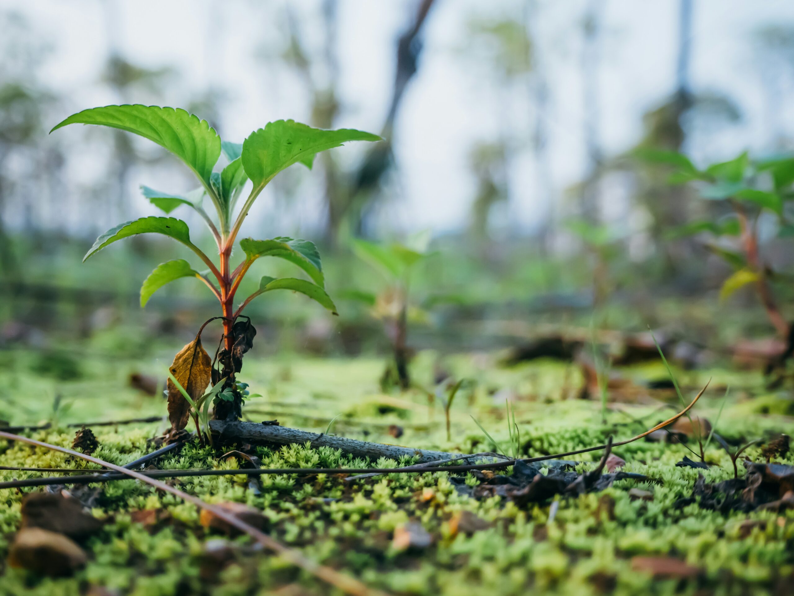 Aanplant van jonge bomen op een perceel