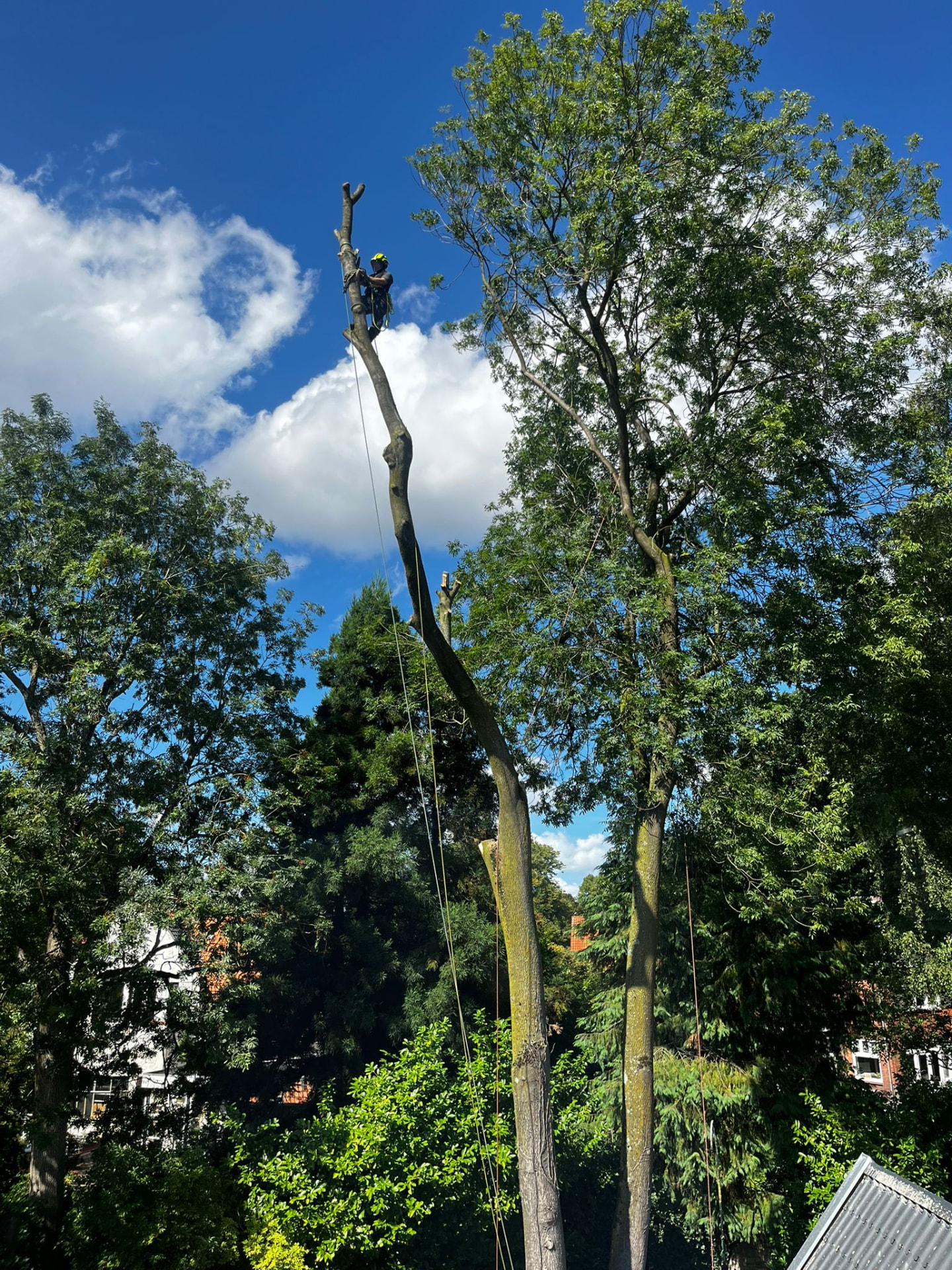 Klimmer hoog op de resterende stam boven de daken