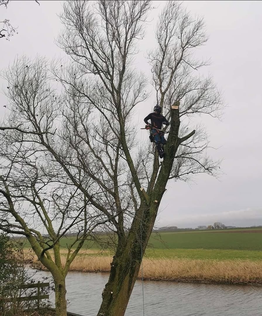Boom langs het water wordt in delen afgetopt vanuit de kroon