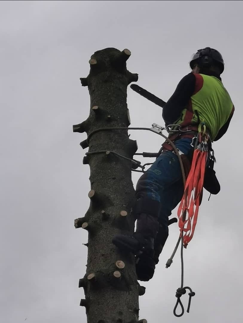 Boomverzorger met kettingzaag hoog op een afgetopte stam
