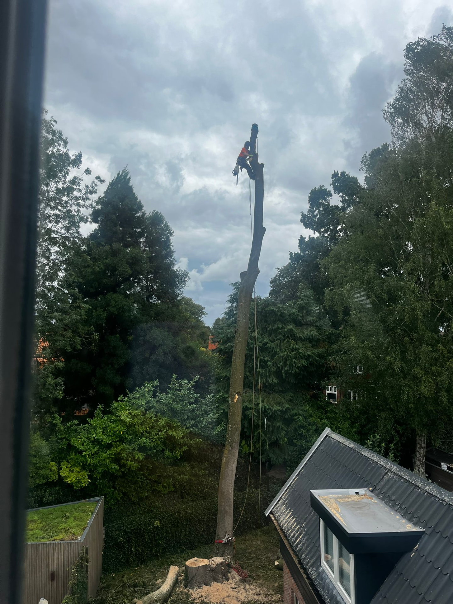 Laatste stamdeel wordt afgezaagd boven de stobbe