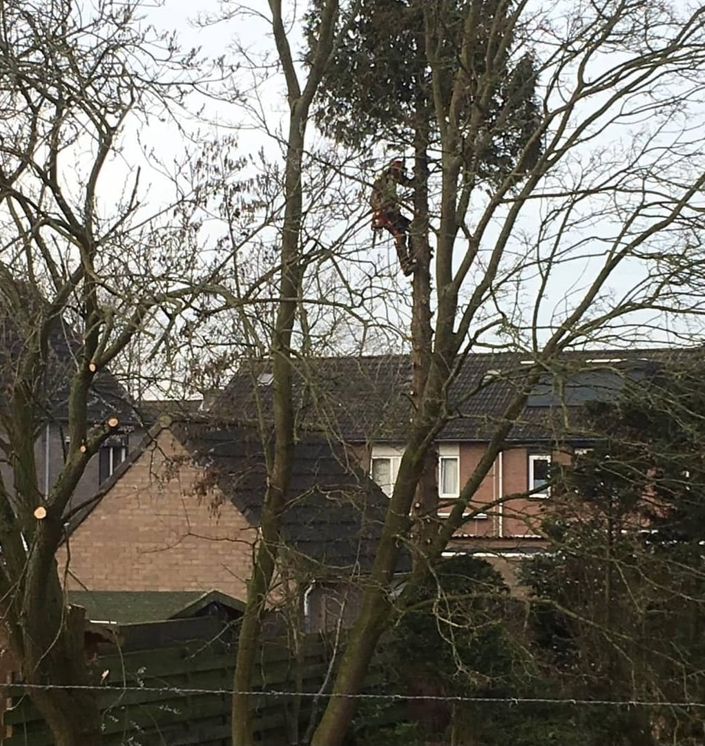 Boomverzorger hoog in een boom boven de daken van een woonwijk