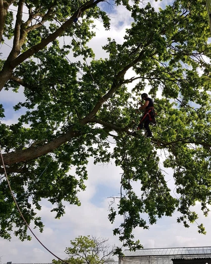 Boomverzorger klimt in de kroon van een grote eik