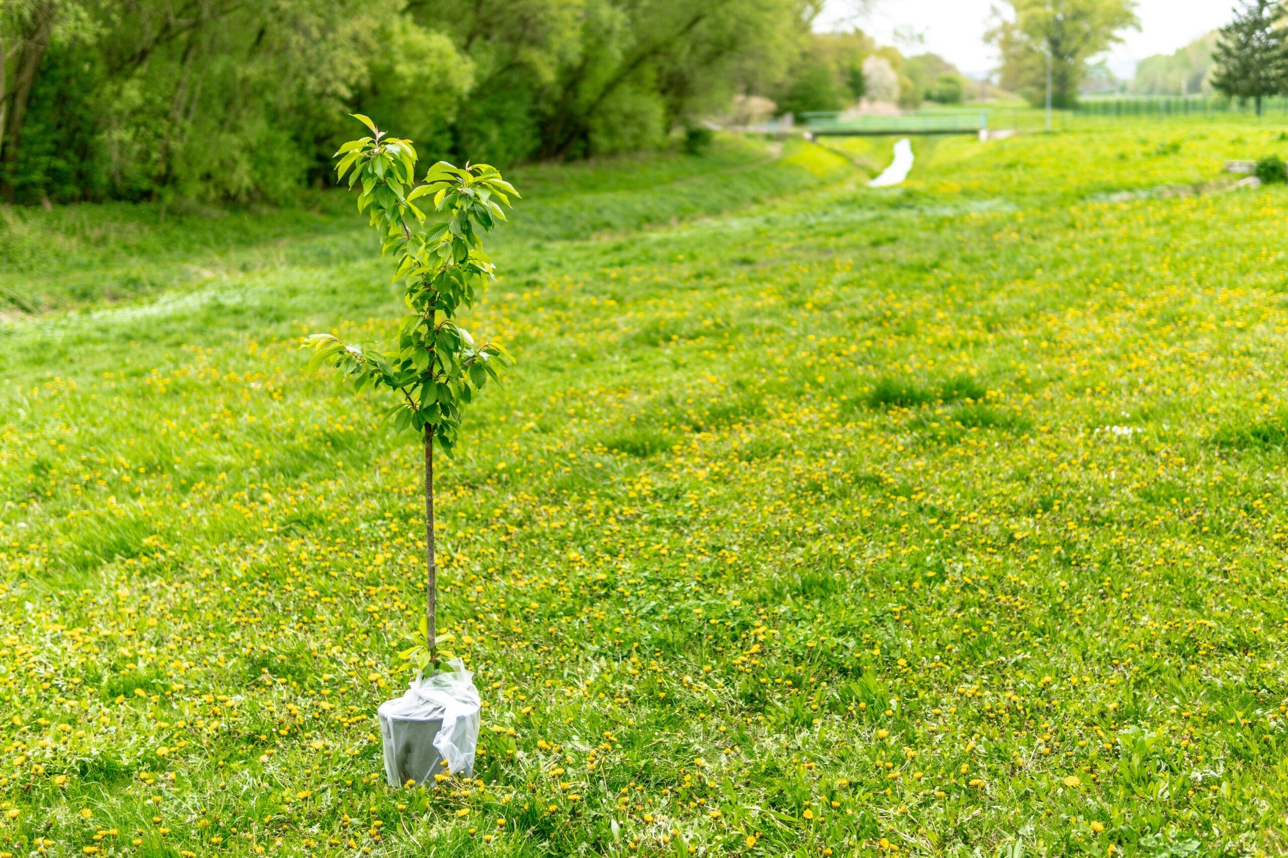 Nieuw aangeplante bomen in het veld