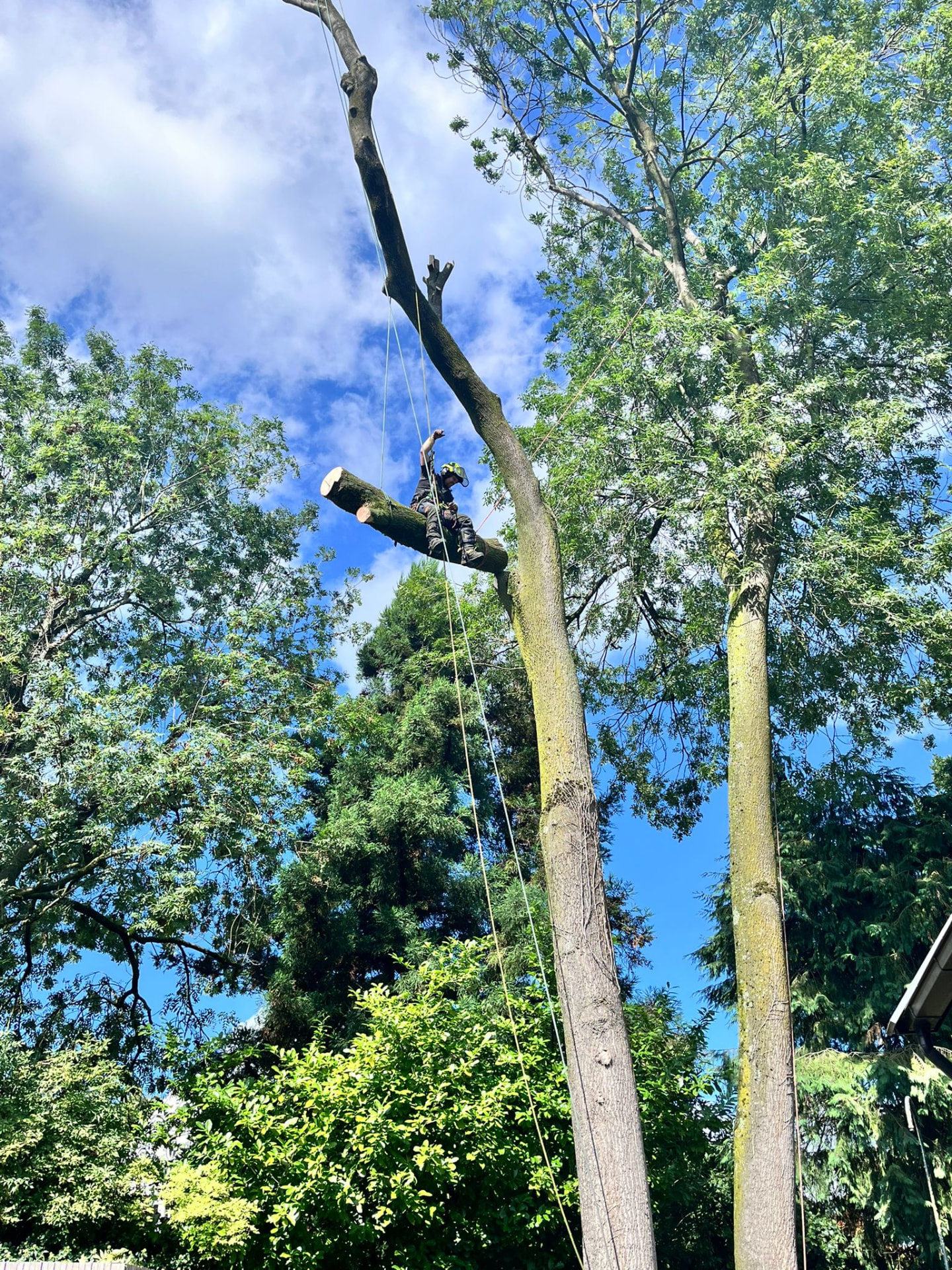 Boomverzorger vangt een zwaar stamdeel af met touwen hoog in de boom
