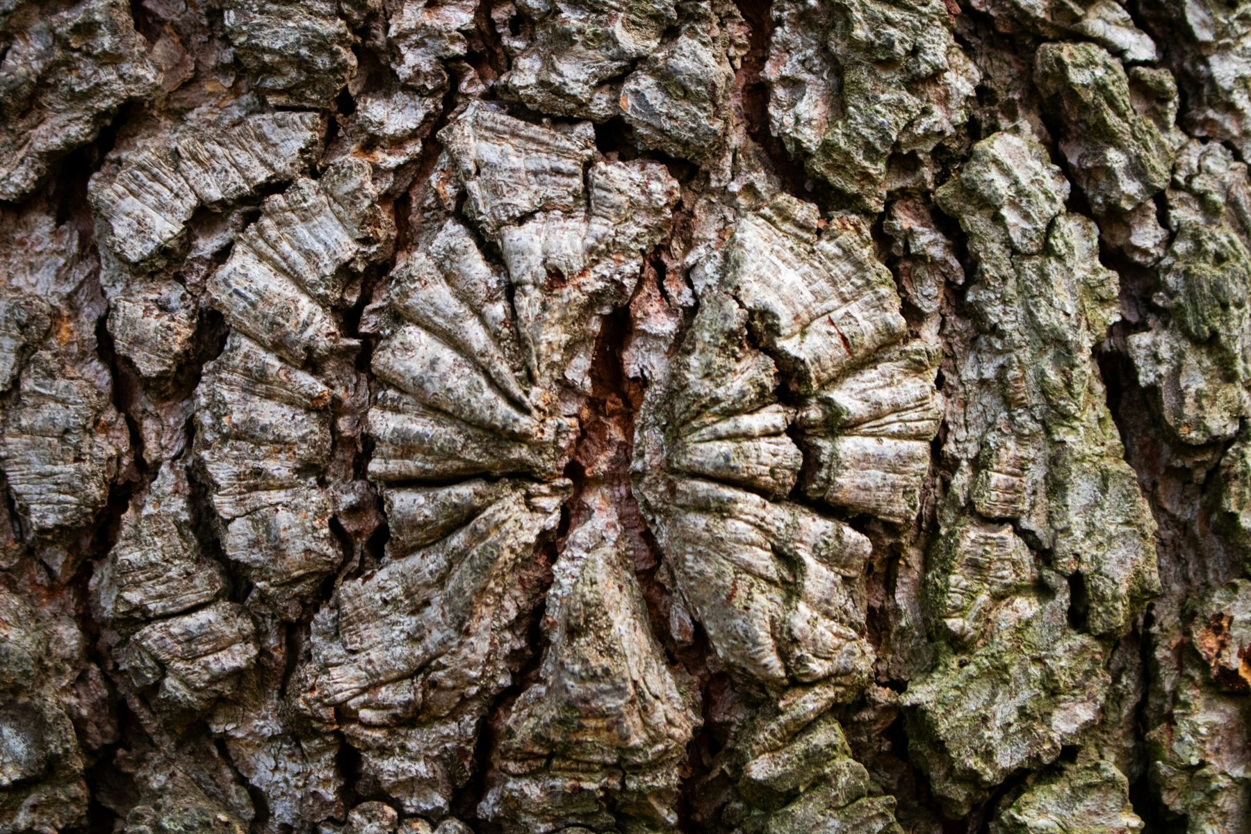 Detail van boomschors met aantasting tijdens een boominspectie