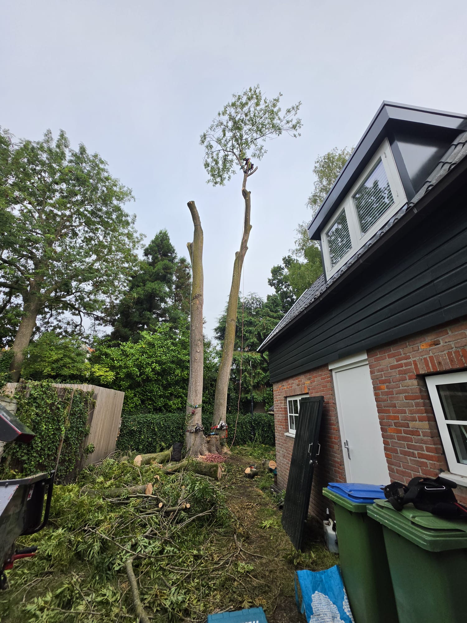 Twee afgetopte stammen van een 35 meter hoge boom tussen woningen in Breda