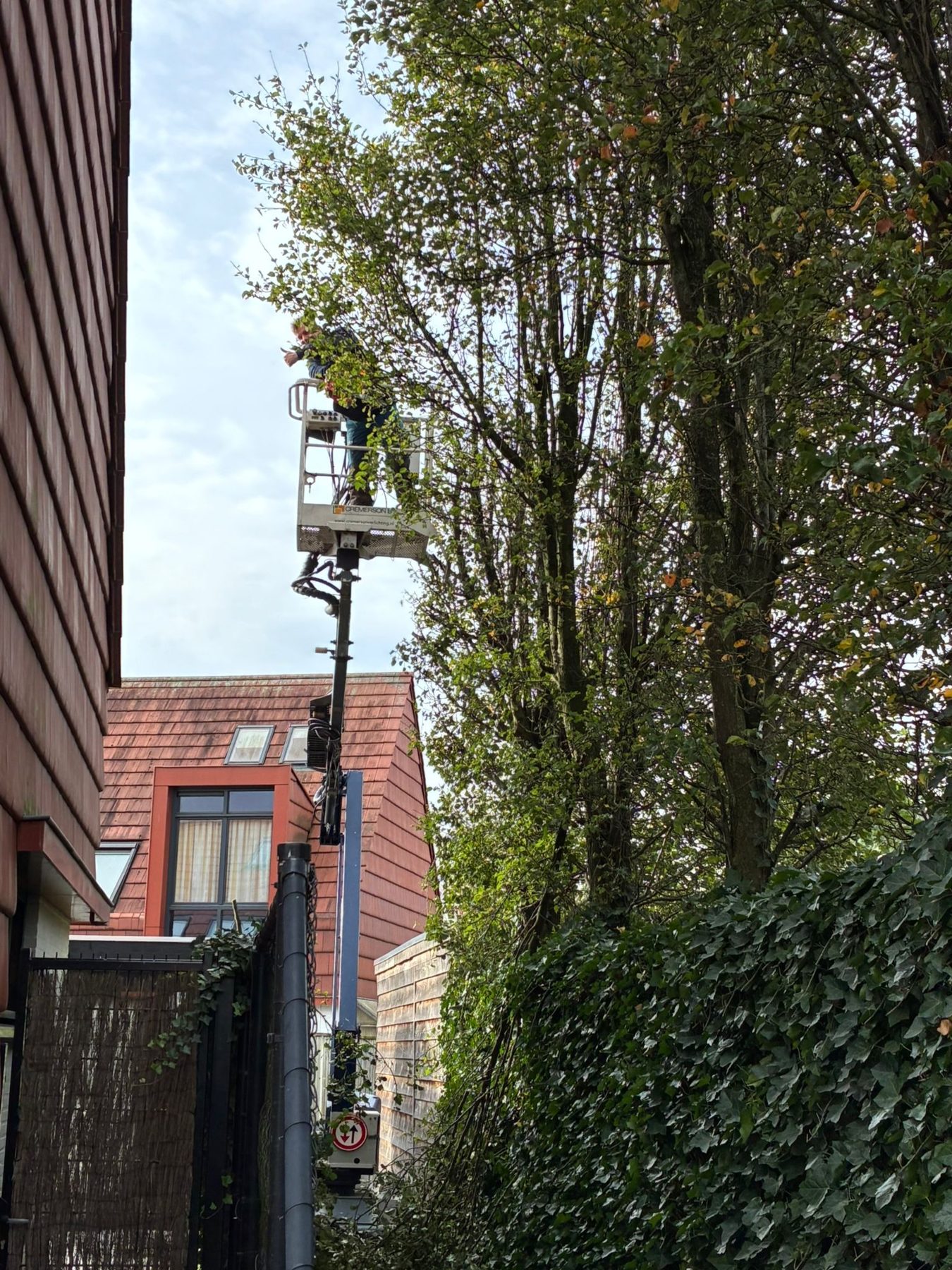 Boomverzorger snoeit een hoge haag en boomkroon vanaf een ladder