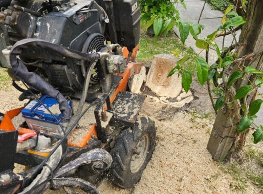 Wanneer boomverzorgingsadvies aanvragen?