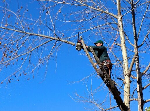 Vergunning voor boomverzorging