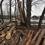 Cremers BBG bosbouw en boomverzorging