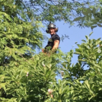 Cremers BBG bosbouw en boomverzorging