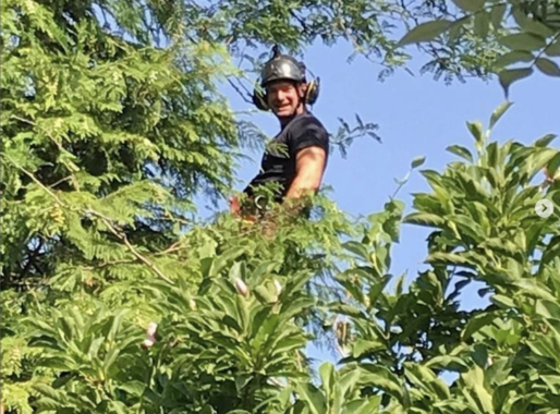 Boom laten snoeien door een professional