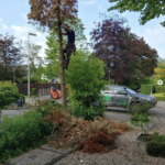 Cremers BBG bosbouw en boomverzorging