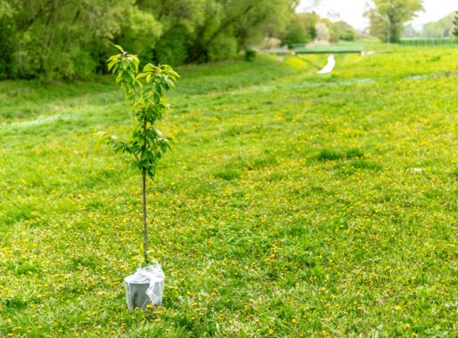 Vergunningen voor bomen planten of verplanten