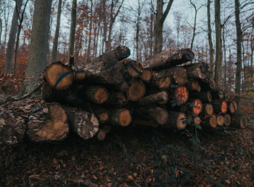 Vergunningen binnen de bosbouw