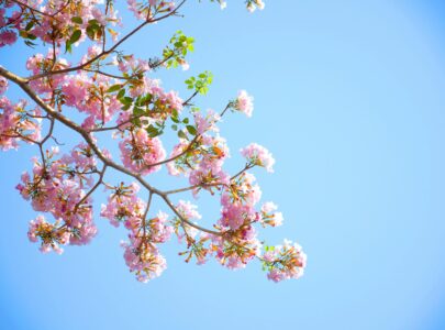 Voorjaarssnoei van bomen: zo houd je je bomen gezond en sterk