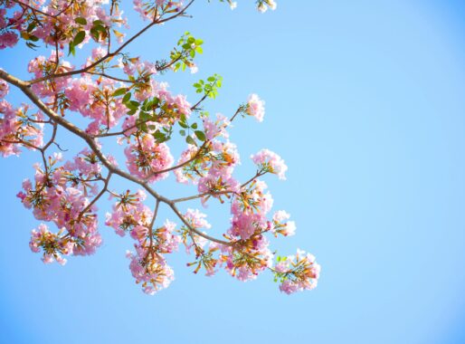 Let op bij vroegbloeiende bomen