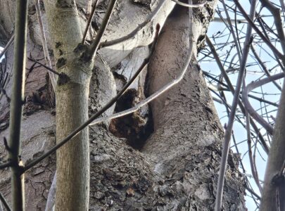 Kastanjeboom met stamrot – risico’s, controle en oplossing