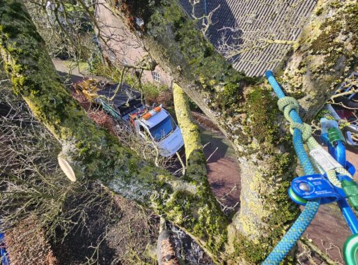 Wat gebeurt er bij verkeerd snoeien?