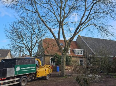 Walnootboom snoeien – juiste aanpak voor een gezonde boom